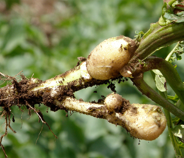 Potato Zebra Chip Disease Associated with a New Psyllidborne Bacterium